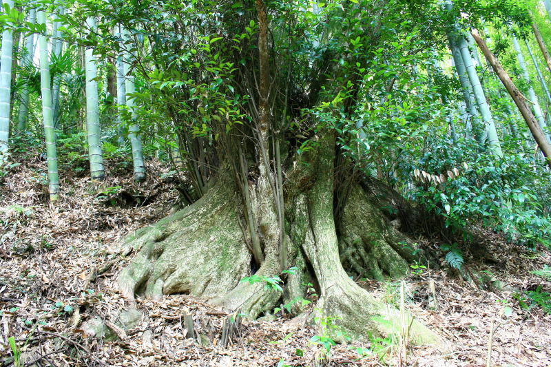 蘭亭墓碑前の大樹