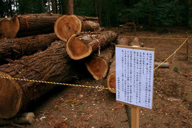 伐採された樹木