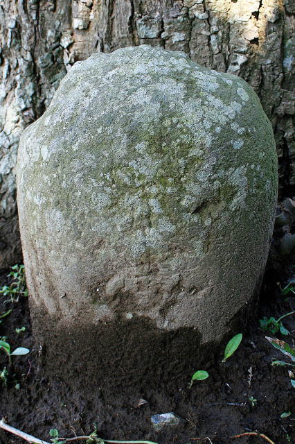 樹の根元の石