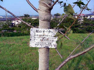 桜の植樹 ２００本