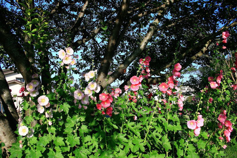 桜公園の夏