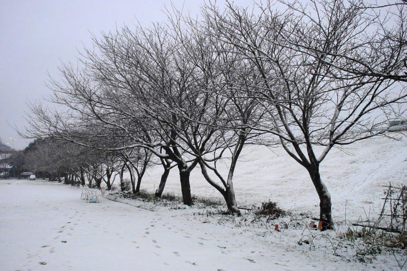 桜公園の冬