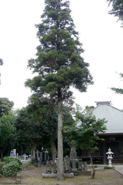 本堂前の巨木