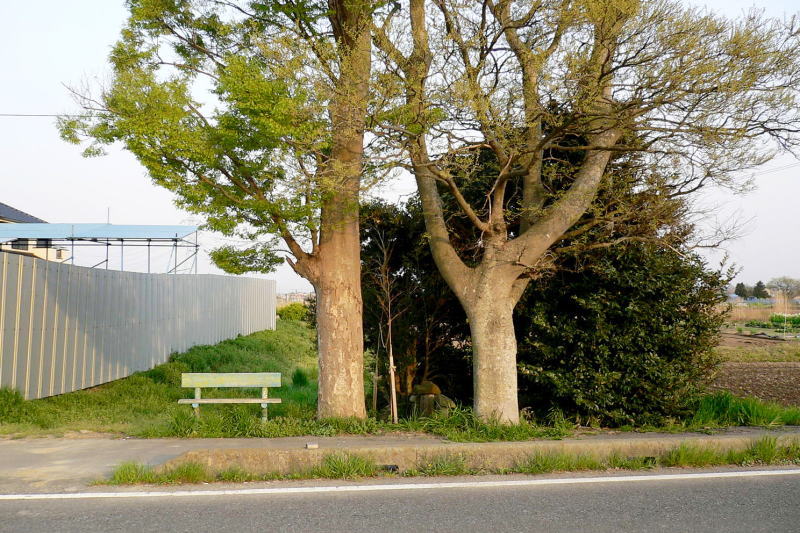２本の大樹とベンチ