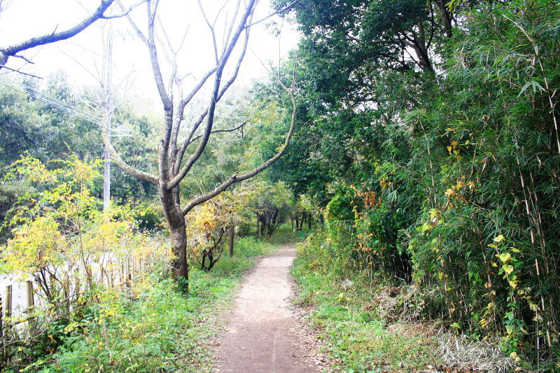 コジュケイの林への路（11月）