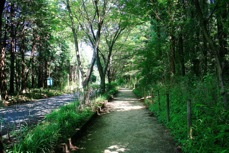 コジュケイの林への路（6月）